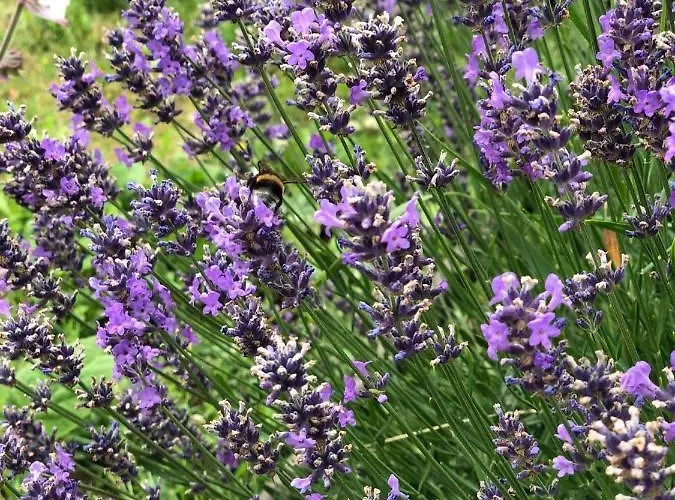 Vulcano Vendeghaz * Kisapati